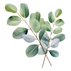 watercolor eucalyptus, clipart, white background
