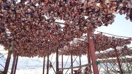Fish drying rack during winter season at Lofoten, Norway, Europe.