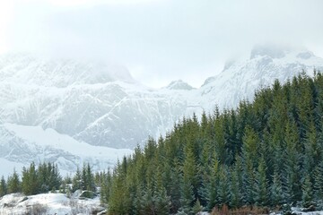 Pine forest with snow mountain at Lofoten, Norway, Europe.