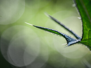 Sharp prickle soft background