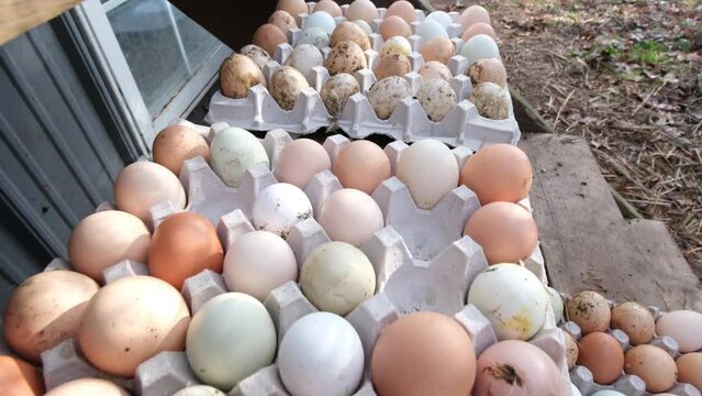 Moving camera above away from paper trays of freshly collected cage free eggs from organic raised hens in back yard chicken coop.