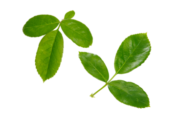 rose leaves PNG transparent