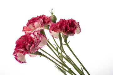 Carnation flowers are isolated against a white background. (Generative AI)