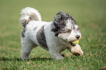 Cute little black and white puppy running with ball in its mouth.