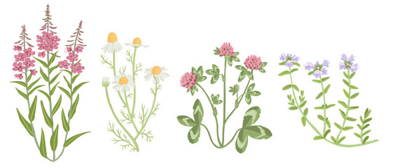 fireweed, red clover, chamomile and thyme, field flowers, vector drawing wild plants at white background, floral elements, hand drawn botanical illustration