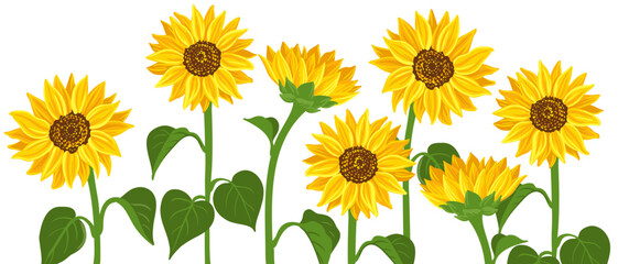 sunflowers, vector drawing flowers at white background, hand drawn botanical illustration