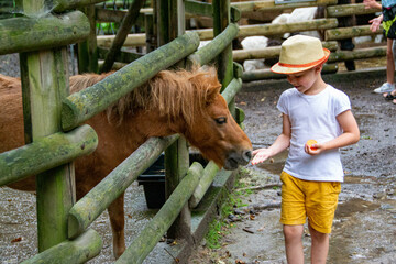 little boy with care feeds the pony Environmentally friendly product on the farm