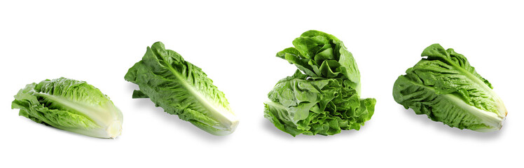 Fresh romaine lettuce heads isolated on white, collection