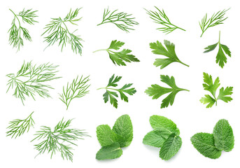 Set with different greens isolated on white. Mint, parsley and dill