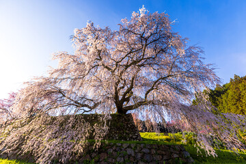 奈良県宇陀市　満開の又兵衛桜　
