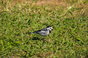Fototapeta premium ハクセキレイ
