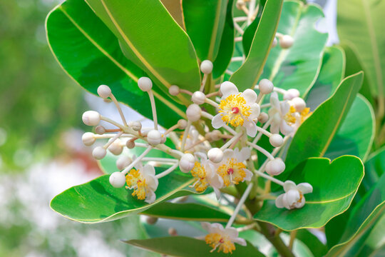 Closeup beautiful fragrant flowers of Alexandrian laurel, Indian laurel, Laurel wood, Berneo mahogany (Calophyllum Inophyllum) with green leaves in tropical garden