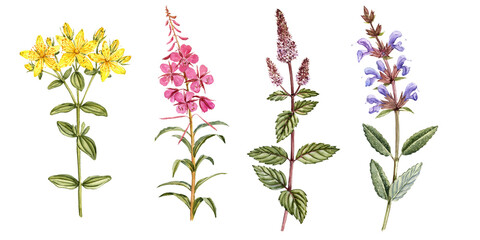 St. John's wort, fireweed, mint and sage, watercolor drawing wild plants with flowers and leaves isolated at white background , medicinal herbs,hand drawn botanical illustration - obrazy, fototapety, plakaty
