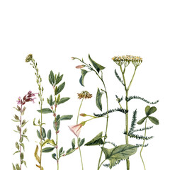 watercolor drawing plants and flowers at white background, natural elements, hand drawn botanical illustration