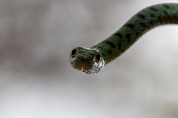 Kopf und Hals frontal einer Buschschlange