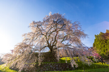 奈良県宇陀市　満開の又兵衛桜　
