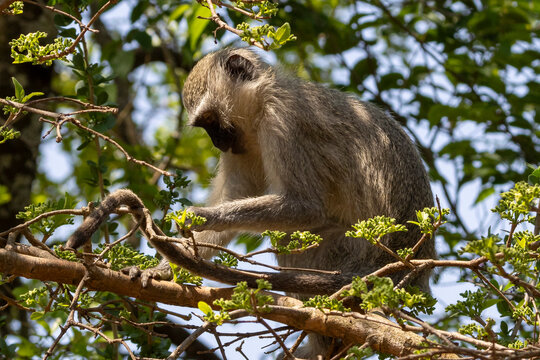 Eine Grünmeerkatze auf einem Ast sitzend bei der Nahrungssuche
