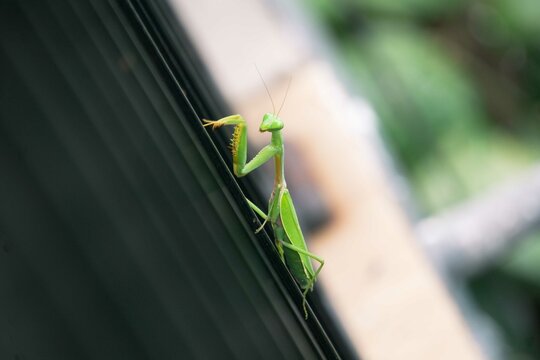Praying mantis posing gracefully on green foliage