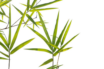 Fototapeta na wymiar Green bamboo leaf isolated on white background..