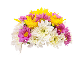 Panicle of colorful fresh chrysanthemum isolated on white background with a clipping path..