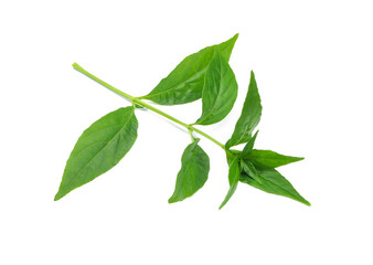 Fresh Andrographis paniculata leaf isolated on white background. Clipping path.
