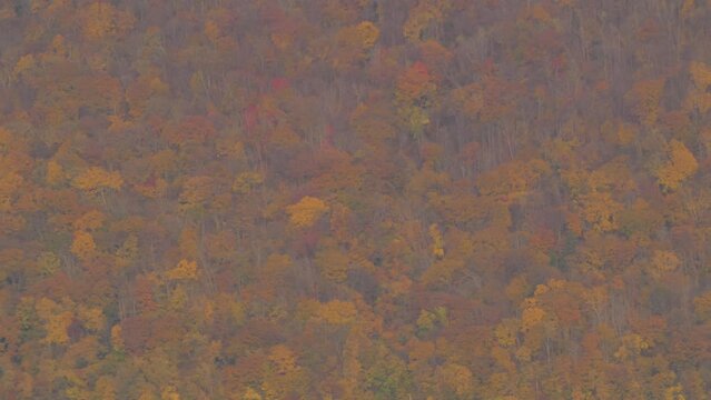 晩秋の茶色の森の背景素材