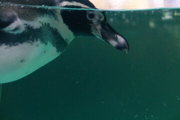 a penguin swimming in the water with its head above the water's surface and under the water surface