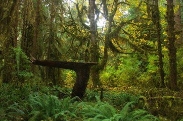 Fallen tree branch surrounded by moss covered pine trees and sword ferns.  © Kay