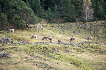 Cows in the Pyrenees in autumn in the countryside..