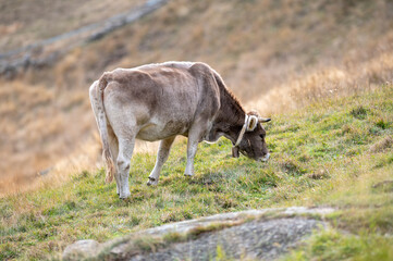 Cows in the Pyrenees in autumn in the countryside..