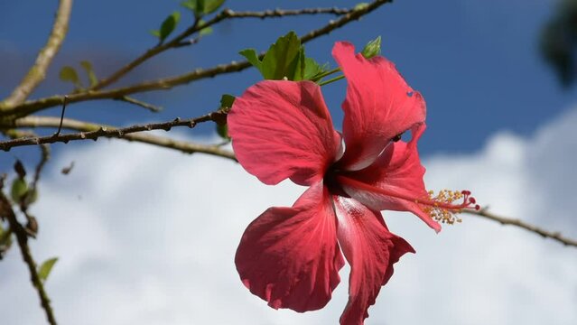 Close-up of a tropical hibiscus flower against the background of the sky and clouds