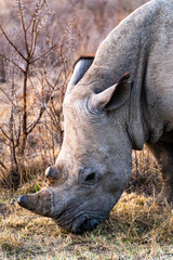 Obraz premium Rhinoceros in a private reserve in Kruger park in South Africa