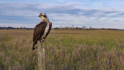 Morning Osprey - Great Marsh