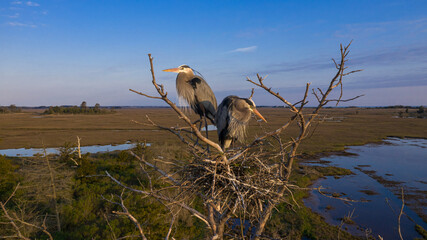 Great Blue Herons - Great Marsh