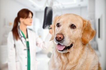 Happy young dog sitting at the veterinary clinic, AI generated image