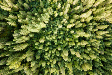Aerial view of green pine forest with dark spruce trees. Nothern woodland scenery from above