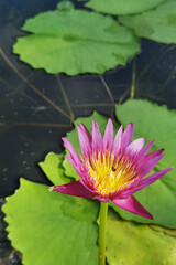 Close up purple color fresh lotus blossom or water lily flower blooming on pond background                               