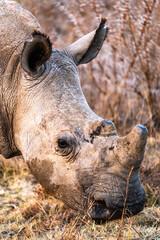 Obraz premium Rhinoceros in a private reserve in Kruger park in South Africa