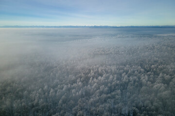 Aerial view of snow covered white forest with frozen trees in cold winter. Dense wild woodland in wintertime