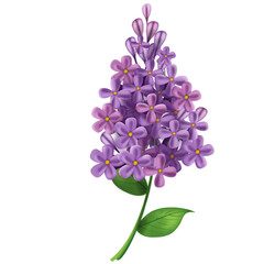 lilac flowers isolated on white