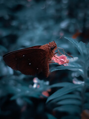 the butterfly on the flower-image,background,wallpapers