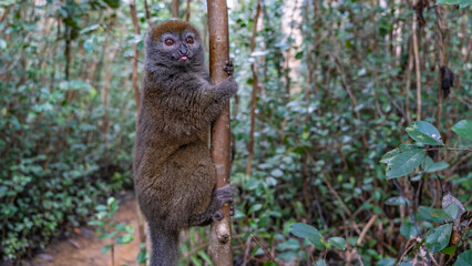 A charming bamboo lemur Hapalemur griseus  is sitting on a tree, holding onto the trunk with its paws, looking at the camera. Fluffy brown fur, big shiny eyes, tongue sticking out.Close-up. Madagascar © Вера 