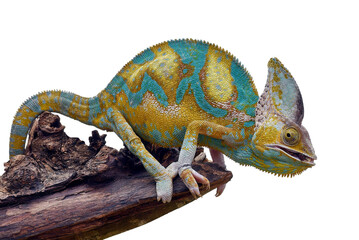 Veiled chameleon on a  tree branch © DS light photography