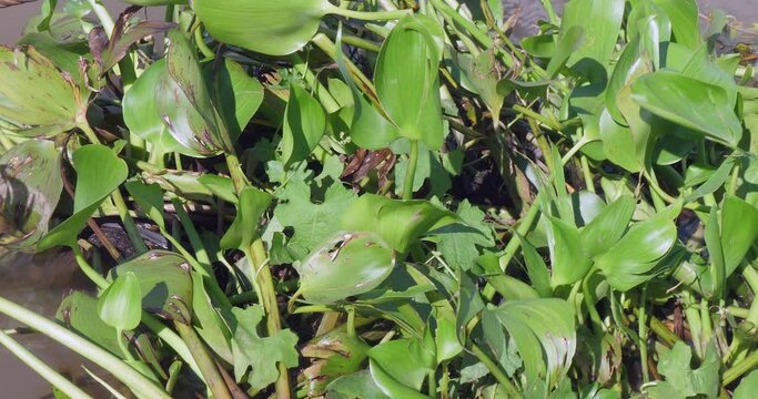  close-up of water hyacinth floating on a river