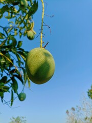 Mango fruit still attached to the tree against the blue sky looks good on a hot summer day