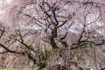 奈良県宇陀市　満開の又兵衛桜
