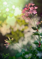 flowers with bokeh effect, leaves with bokeh effect, flowers, leaves, plants, effects, bokeh