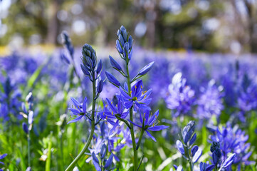 Camassia quamash Flowers - Field of Purple Common camas Wildflowers in a Garry Oak Meadow on...
