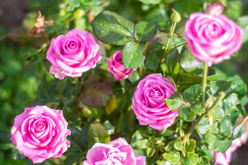 Flowers. A beautiful rose bloomed in the garden.