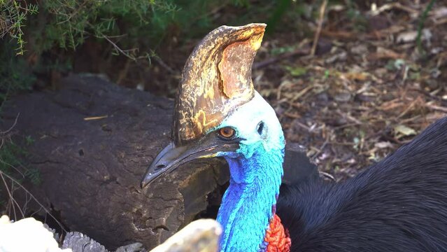 Wild large flightless black bird, southern cassowary, casuarius casuarius resting and roosting on the forest ground, wondering around the surrounding environment in its natural habitat, close up shot.